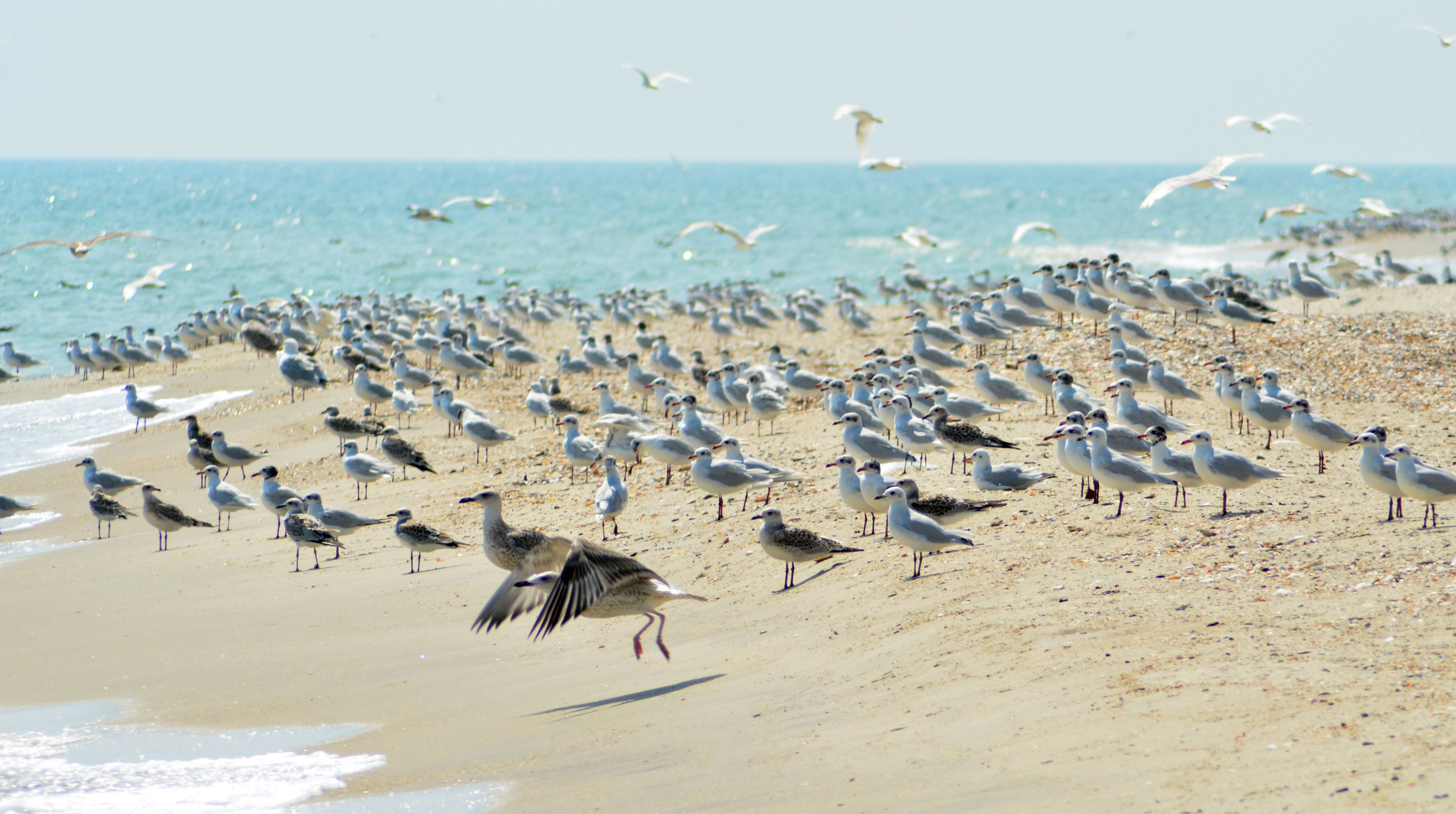 Birds in the estuaries